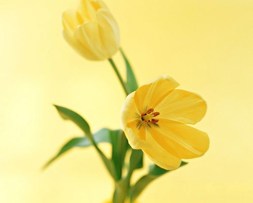 click to free download the wallpaper--Flower Art Photography, Yellow Blooming Flowers and Green Leaves, Incredible Look