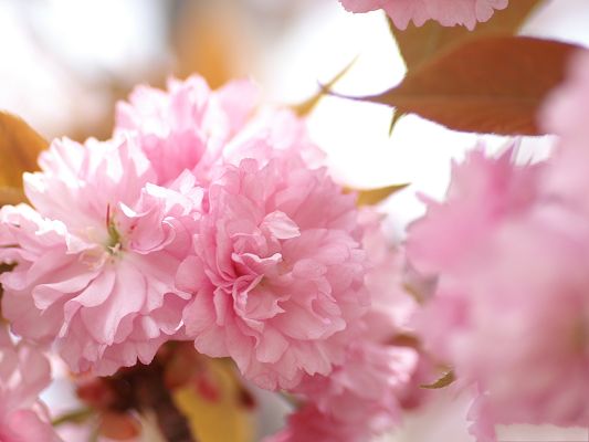 click to free download the wallpaper--Flower Photos, Pink Blooming Flowers, Sweet and Romantic Scene 
