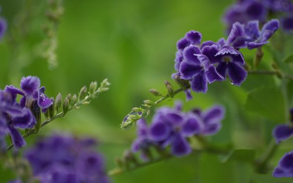 click to free download the wallpaper--Flower Photos, Purple Flowers on Green Background, Incredible Look