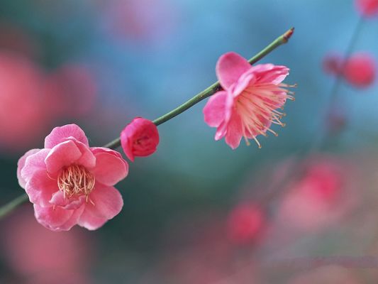 Flower Picture Art, Blooming Pink Peaches, Thin Green Branch
