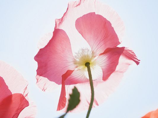 click to free download the wallpaper--Flowers Desktop Wallpaper, Pink Blooming Flower Under the Sun, Amazing Look