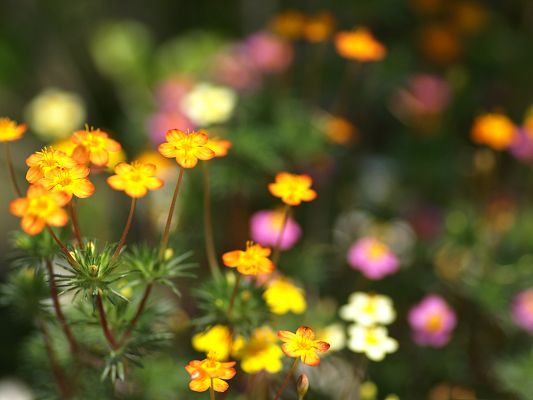 click to free download the wallpaper--Flowers Photo, Colorful Little Flowers, Be Optimistic Like Them
