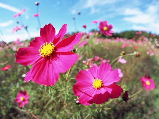 Flowers and Nature, Pink Flowers Smiling Under the Blue Sky