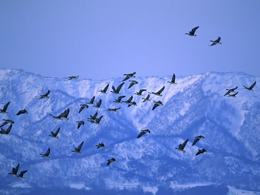 click to free download the wallpaper--Flying Birds Photo, a Group of Birds 0ver the Mountain, Enjoy the Fly!