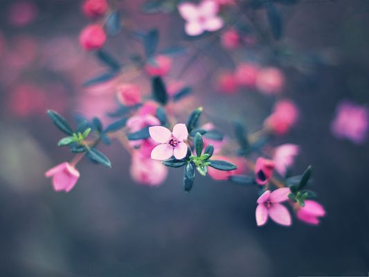 click to free download the wallpaper--Four Petals Flower, Pink Flower in Bloom, Green Little Leaves 