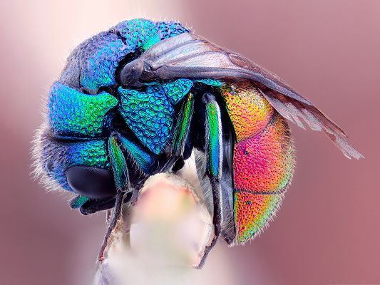 click to free download the wallpaper--Free Animals Wallpaper, Colorful Fly on Branch, Falling Asleep