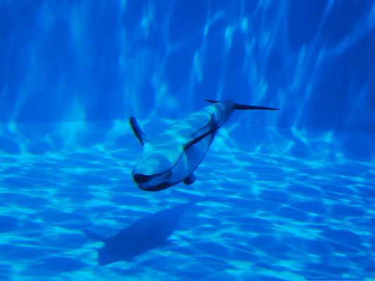 click to free download the wallpaper--Free Animals Wallpaper, Dolphin Swimming Underwater, Sunshine All Over Its Body