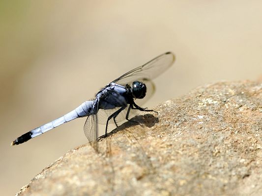 click to free download the wallpaper--Free Animals Wallpaper, Dragonfly On The Rock, Under Macro Focus