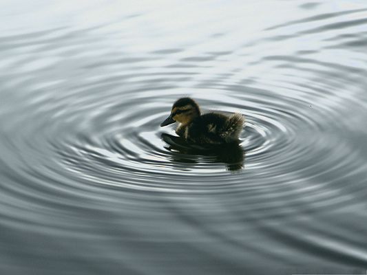 click to free download the wallpaper--Free Animals Wallpaper, Duck in Water, Circular Ripples Around