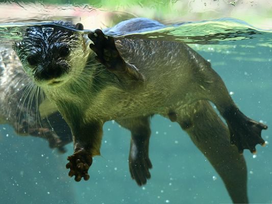click to free download the wallpaper--Free Animals Wallpaper, Otter in Water, Hi, Little Cutie!