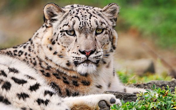 click to free download the wallpaper--Free Download Cute Animals Post of White Snow Leopard, Lying at Leisure, Yet Should be Watched Out, It is Easy to Get Irritated