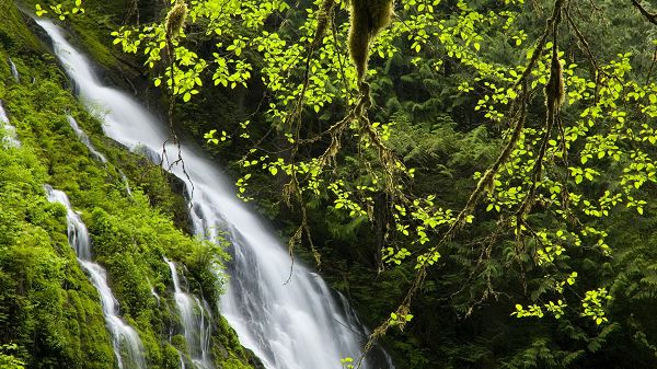 click to free download the wallpaper--Free Download Natural Scenery Picture - A White and Long Waterfall, Green Plants Trying to Reach It, Great in Look