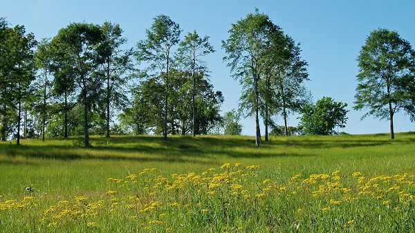 click to free download the wallpaper--Free Download Natural Scenery Picture - Blooming Rape Flowers and Tall Trees, Green Grass All Over