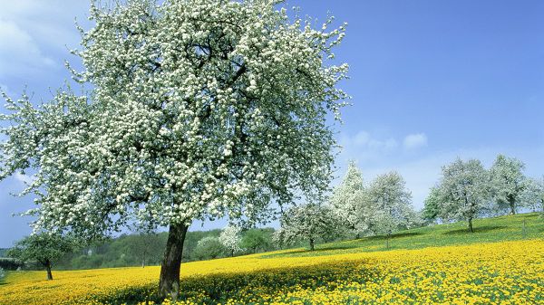 click to free download the wallpaper--Free Download Natural Scenery Picture - Numerous Trees in White Flowers and Rape Flowers, the Blue Sky, Great in Look