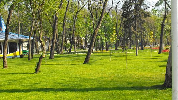 click to free download the wallpaper--Free Download Natural Scenery Picture - Tall Trees Living in Green Grass, a White House at the End, a Clean and Comfortable Place