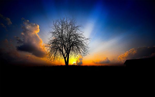 click to free download the wallpaper--Free Download Natural Scenery Wallpaper of The Next Morning, the Rising Sun, a Tall Tree in Prosperous Growth, They Fit Each Other