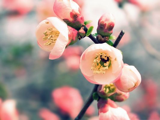 click to free download the wallpaper--Free Wallpaper Background, Tiny Pink Flowers Smiling, Let's Welcome Spring!