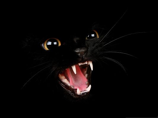 click to free download the wallpaper--Free Wallpaper Backgrounds, Bad Black Kitty Screaming, Want to Bite?
