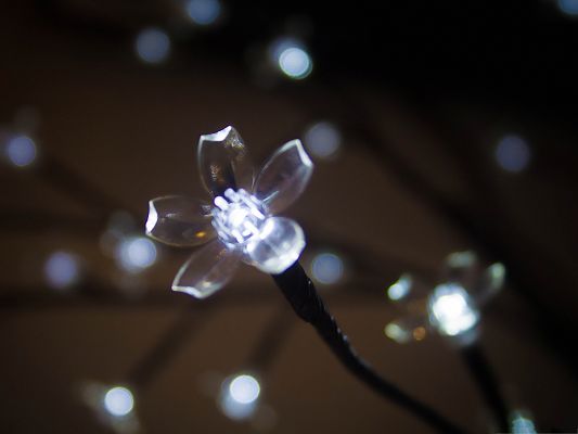click to free download the wallpaper--Free Wallpaper Backgrounds, Crystal Clear Flower, the Night Star