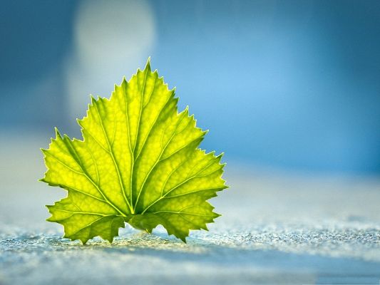 click to free download the wallpaper--Free Wallpaper Backgrounds, a Green Leaf Standing On the Ground