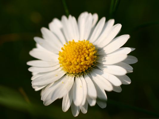 click to free download the wallpaper--Free Wallpaper for Computer, White Blooming Daisy on Dark Background, Gains the Most Attention
