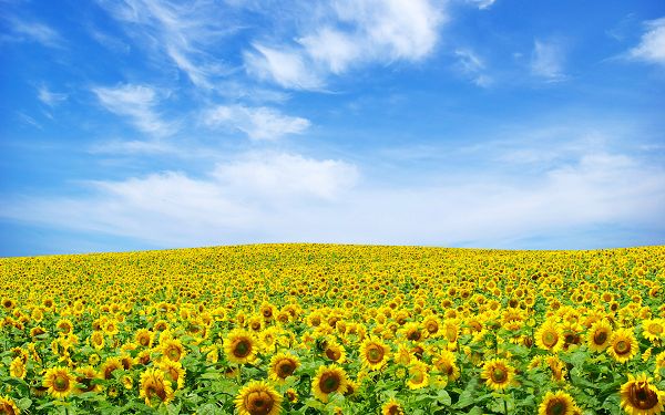 Free Scenery Wallpaper - A Seemingly Endless Sunflower Landscape, Fit for All Users!,click to download
