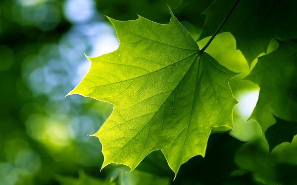 Free Scenery Wallpaper - Includes Green Leaves, Doing Good to the Protection of the Eyes!,click to download