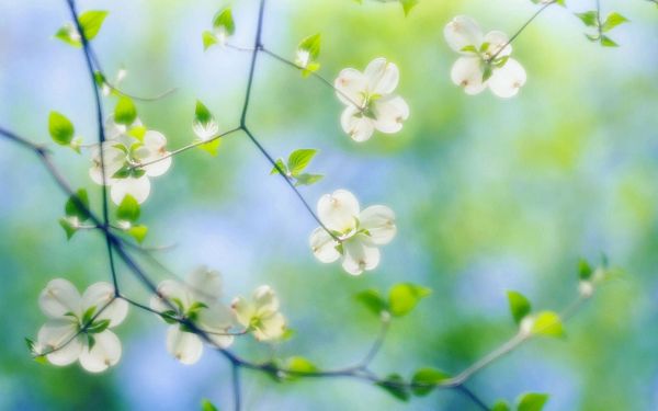 Free Scenery Wallpaper - Includes White Dogwood Blossoms, Making One Feel Loved and Cared for!,click to download