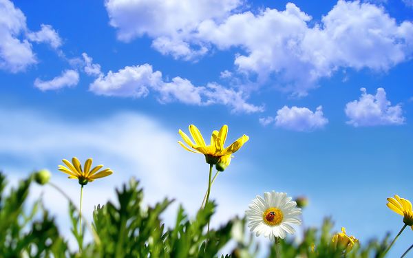 Free Scenery Wallpaper - Shows Sunny Springtime, Keep Spring All Around!,click to download