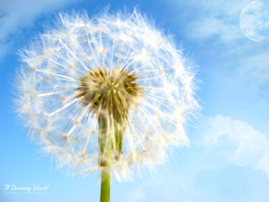 Free Scenery Wallpaper - The Dandelion that Broadcasts Hope!,click to download