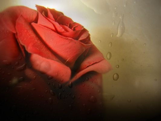 Free Wallpaper - Includes a Red Rose, Is It Crying?
,click to download
