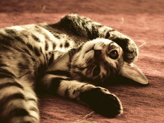 click to free download the wallpaper--Funny Cat Image, Kitten Lying on Floor, Long Stretched Body 