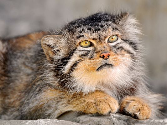 click to free download the wallpaper--Funny Cat Photos, Manul in Deep Thought, What am I Going to Have for Dinner?