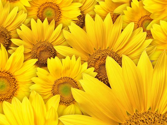 Golden Sunflowers Pic, Blooming Flowers Piled Up, Nice and Impressive Look