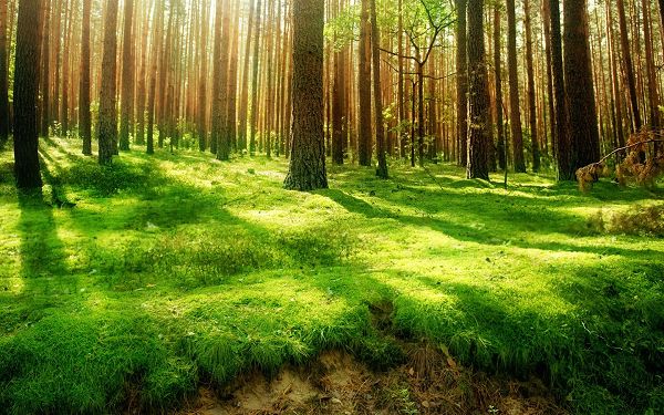 click to free download the wallpaper---Green Grass and Tall Trees Combined, Sunlight Broke Through, What a Beautiful and Attractive Forest - HD Natural Scenery Wallpaper