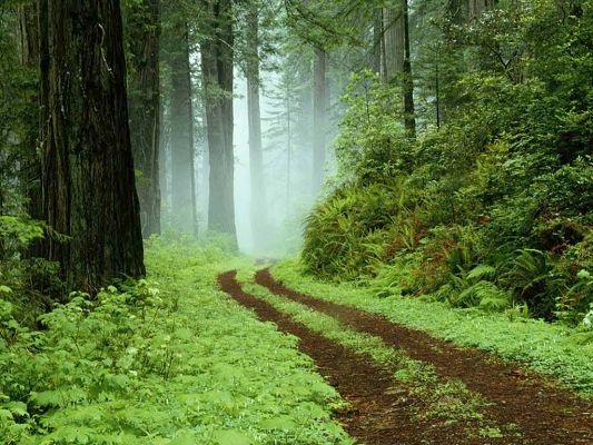 Green Landscape of Nature, an Earthy and Narrow Road Among Green Scene, Looking Great