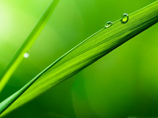 click to free download the wallpaper--HD Wide Wallpaper, Grass Blade Under Macro Focus, Sharp and Green