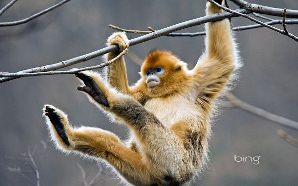 click to free download the wallpaper---Hanging All His Weight on the Branch, It is Easy to March Forward, He is Muscular and Determined - HD Cute Animals Wallpaper