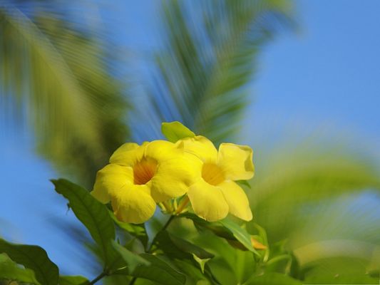click to free download the wallpaper--Hawaiian Flowers Image, Tiny Flower in Bloom, Under the Blue Sky