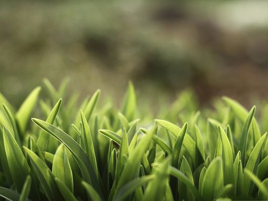 click to free download the wallpaper--High Resolution Wallpapers, Green Grass Under Macro Focus, Feel Fresh and Clean