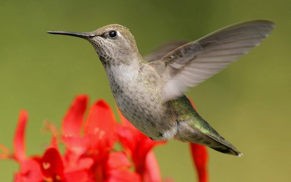 click to free download the wallpaper--Hummingbird Photos, Flying Bird on Red Flowers, Green Background