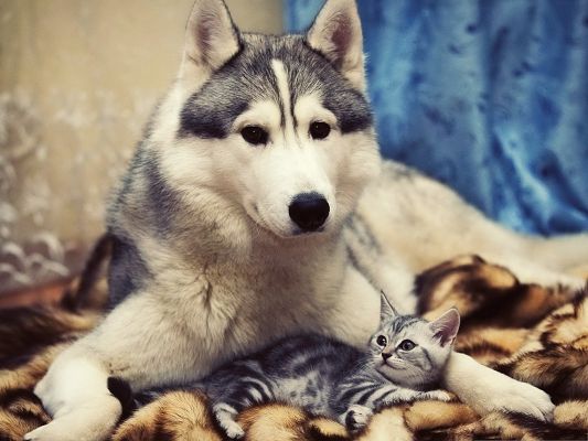 click to free download the wallpaper--Husky Dog Photos, Big Puppy and Little Kitty, Take Care of Each Other