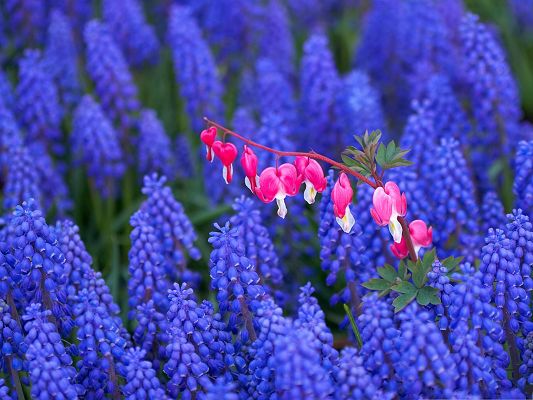 click to free download the wallpaper--Hyacinth and Bleeding Heart Flowers, in Pink and Blue, Combine Quite Well