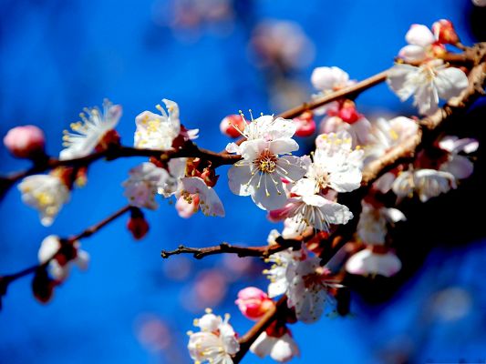 Image of Apricot Flowers, White Tiny Flowers on Thin Branch, the Blue Sky as Setting