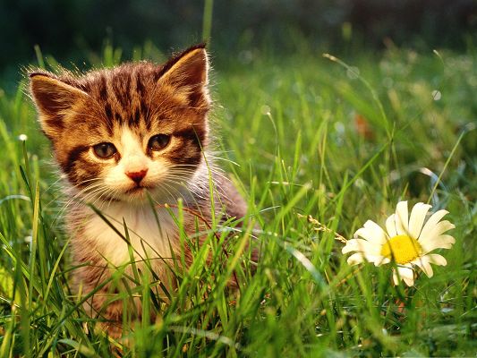 click to free download the wallpaper--Image of Nature Landscape, Cute Cat Among Green Grass, a Blooming White Flower