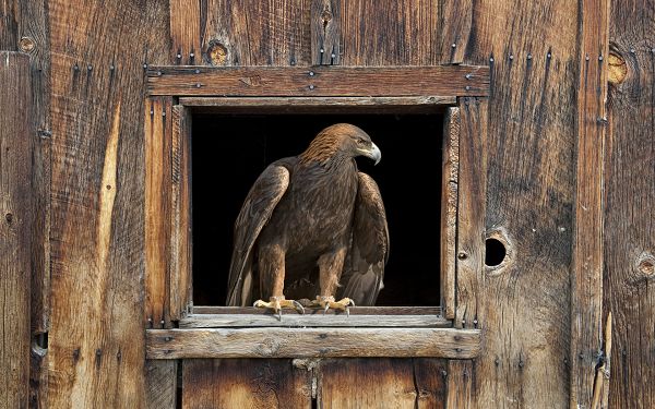 click to free download the wallpaper--Images of Animals - Barn Eagle Post in Pixel of 1920x1200, the Eagle Left Alone, It is Cool and Stony