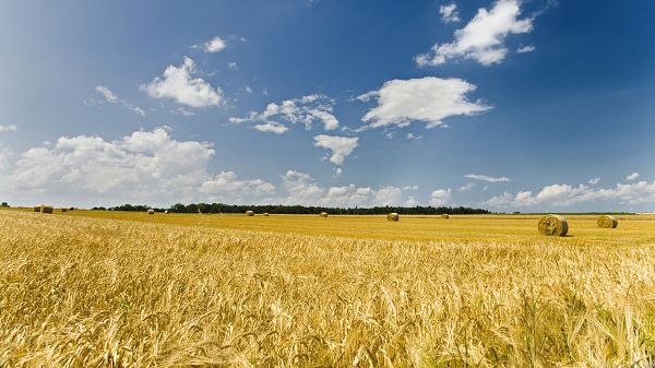 click to free download the wallpaper--Images of Beautiful Nature - The Blue Sky and Fine Weather Have Made Wheats Ripe, Golden and Fruitful Autumn