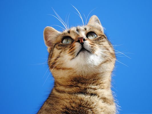 click to free download the wallpaper--Images of Cute Cat, Kitten in the Blue Sky, Looking Up High 