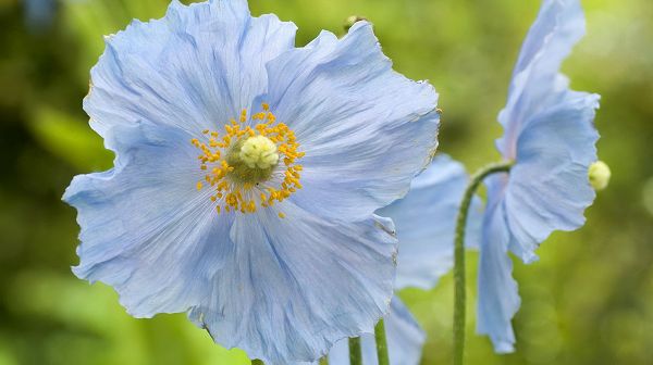 click to free download the wallpaper--Images of Flowers - A Light Blue Flower in Full Bloom, Yellow Stamen, Green Background, Great in Look