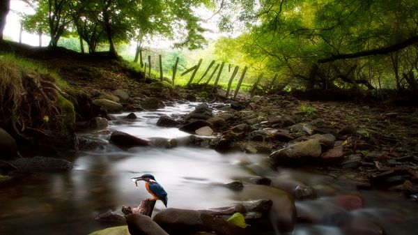 click to free download the wallpaper--Images of Natural Scene - A Bird Holding a Fish in the Mouth, Black Big Stones in the Rush River, Green Trees